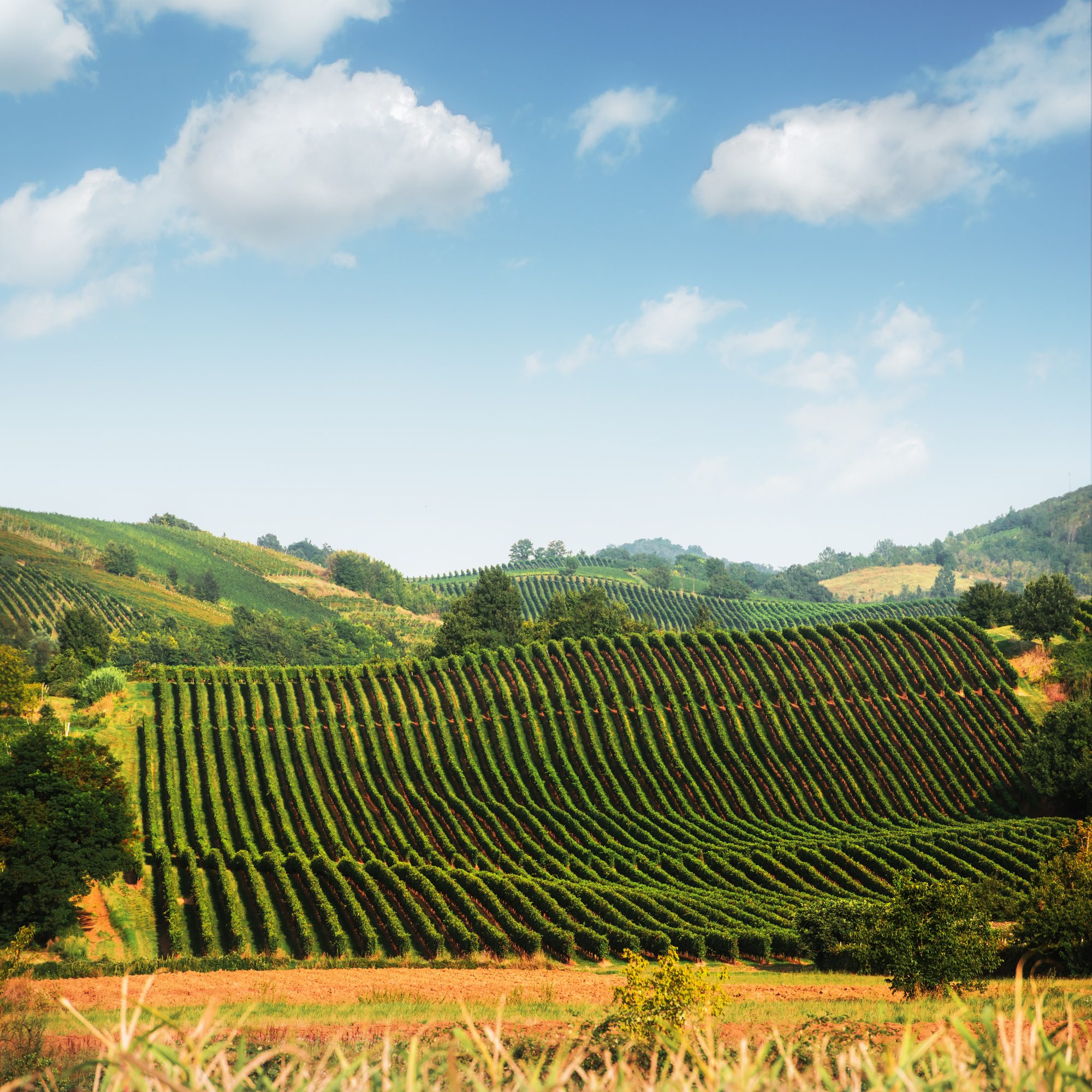 Amazing rural landscape with green vineyard