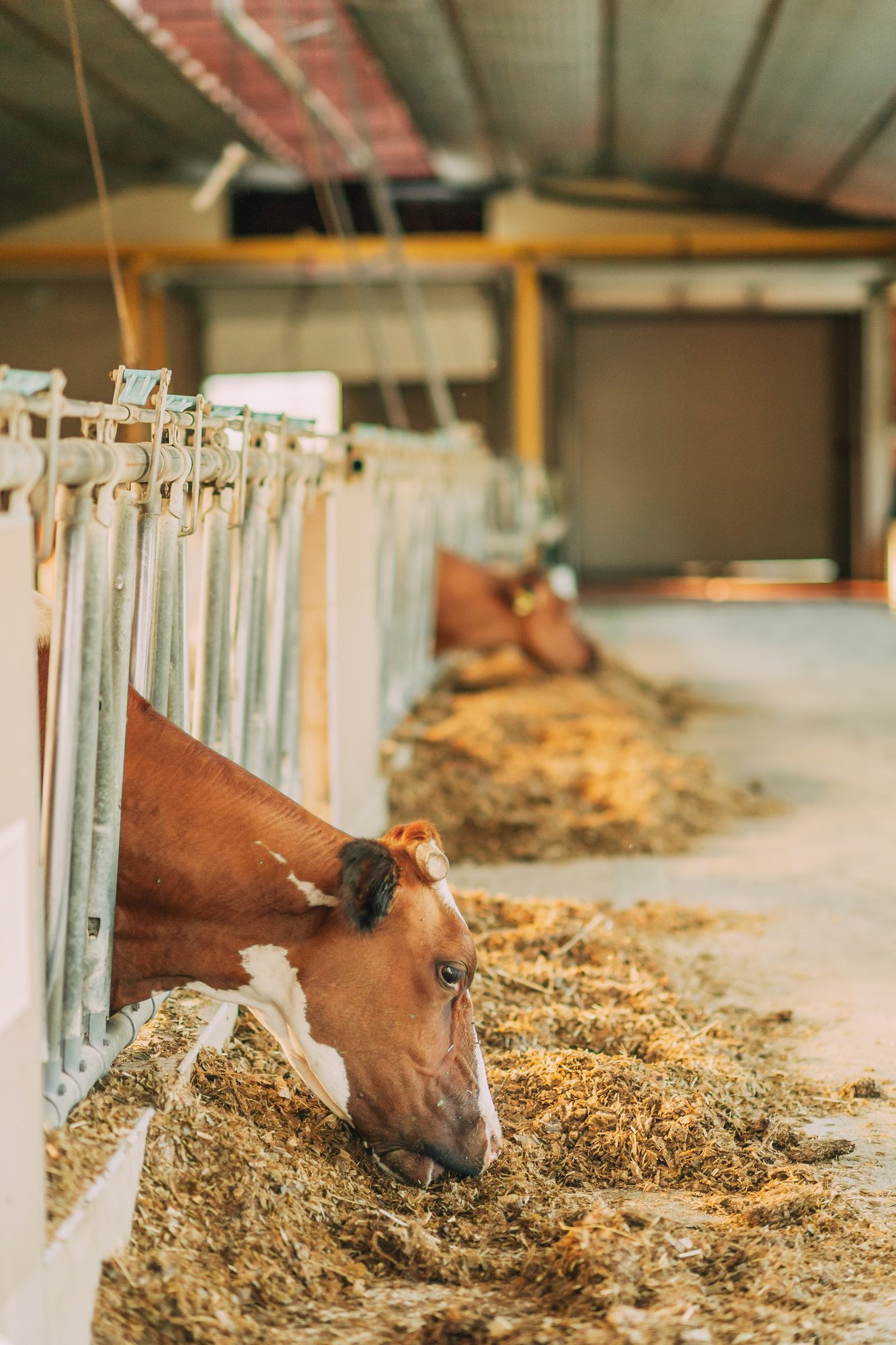 Animals on the farm, cattle, cow on the farm